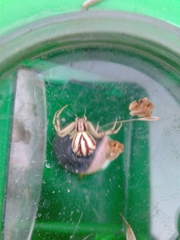 Mecaphesa schlingeri