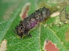 Octotoma scabripennis