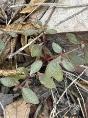 Crassula pellucida brachypetala