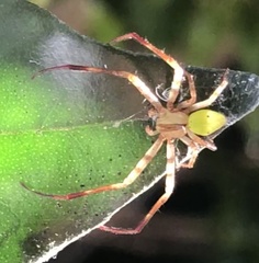 Sidymella rubrosignata