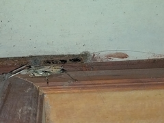 Ancistrocercus excelsior