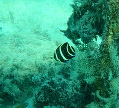 Pomacanthus arcuatus