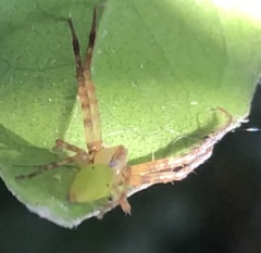 Sidymella rubrosignata