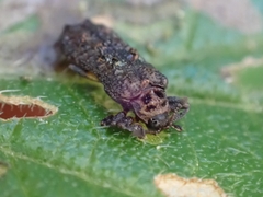 Octotoma scabripennis