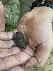 Rhinella humboldti