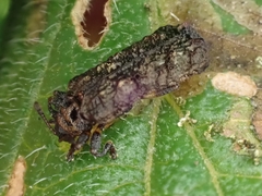 Octotoma scabripennis