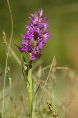 Dactylorhiza incarnata