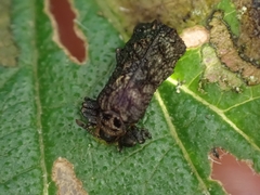 Octotoma scabripennis