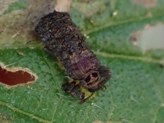 Octotoma scabripennis