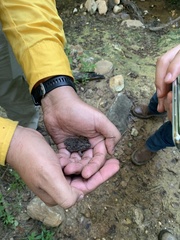 Rhinella humboldti