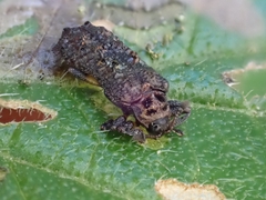 Octotoma scabripennis