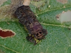 Octotoma scabripennis