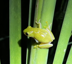 Hyperolius pickersgilli