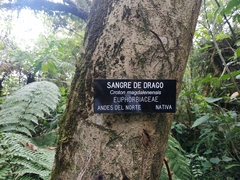 Croton magdalenensis