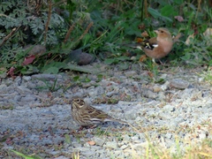 Emberiza leucocephalos