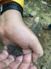 Rhinella humboldti