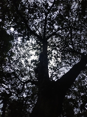 Croton magdalenensis