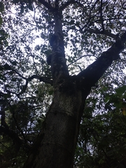 Croton magdalenensis