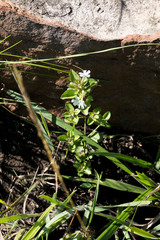 Dyschoriste burchellii