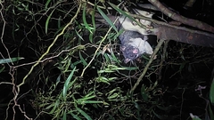 Trichosurus caninus