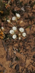 Helichrysum indicum