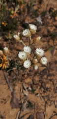 Helichrysum indicum