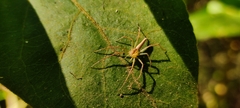 Oxyopes