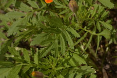 Tagetes patula