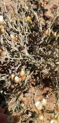 Helichrysum indicum
