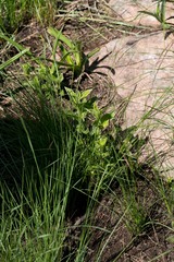 Eriosemopsis subanisophylla
