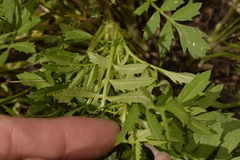 Tagetes patula