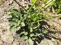 Knowltonia anemonoides