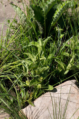 Eriosemopsis subanisophylla