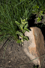 Eriosemopsis subanisophylla