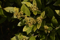 Cryptocarya triplinervis