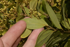 Cryptocarya triplinervis