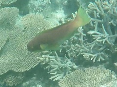 Chlorurus microrhinos