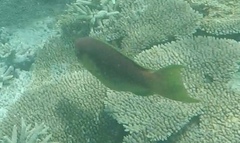 Chlorurus microrhinos