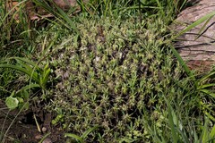 Euphorbia pulvinata