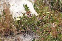 Carpobrotus edulis edulis