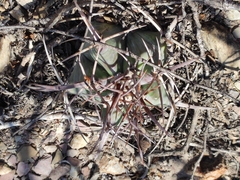 Echinocactus platyacanthus