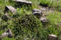 Euphorbia pulvinata