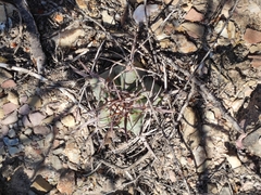 Echinocactus platyacanthus