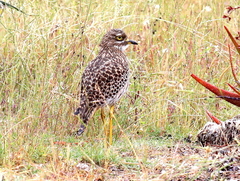 Burhinus capensis