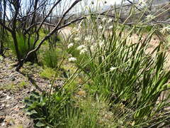 Knowltonia anemonoides