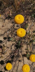 Cotula coronopifolia