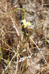 Moraea fugax