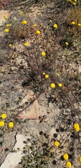 Cotula coronopifolia