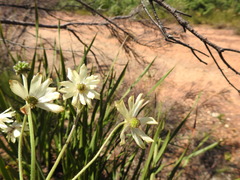 Knowltonia anemonoides