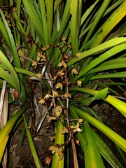 Cymbidium madidum